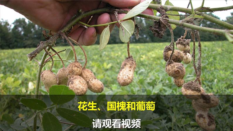 第7课-做大自然的孩子第5页