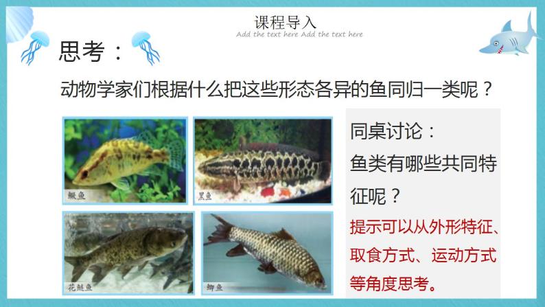 苏教版科学四年级上册 1.2鱼类 课件+教案+同步练习05