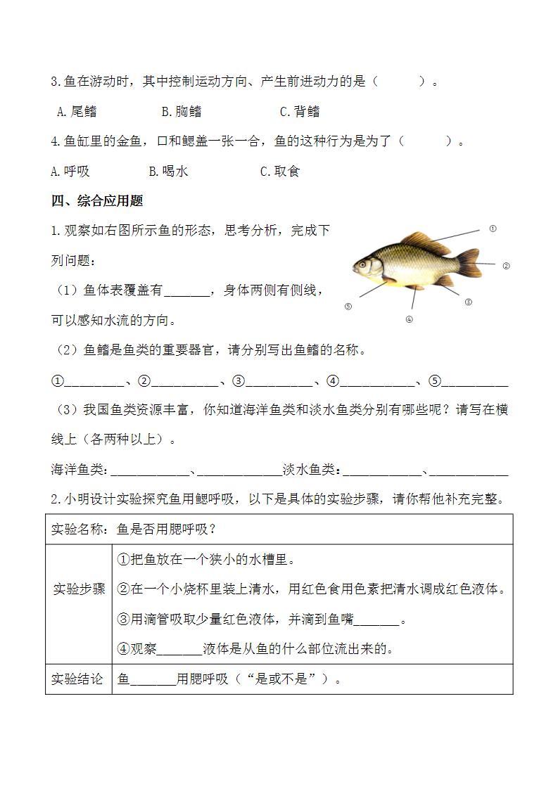 苏教版科学四年级上册 1.2鱼类 课件+教案+同步练习02