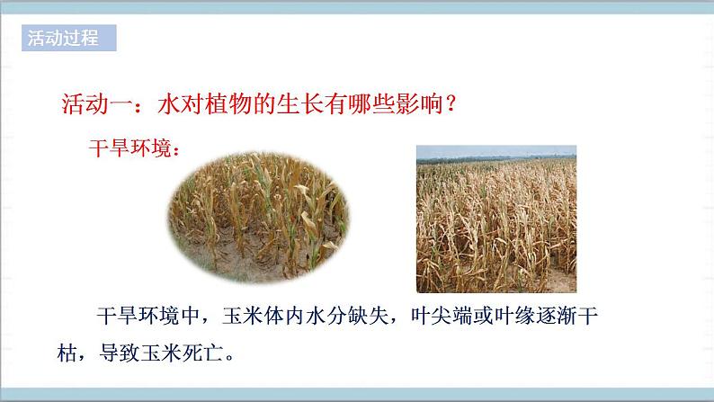 青岛版(六三制2017秋)科学二年级上册《11.植物和水》(课件)03