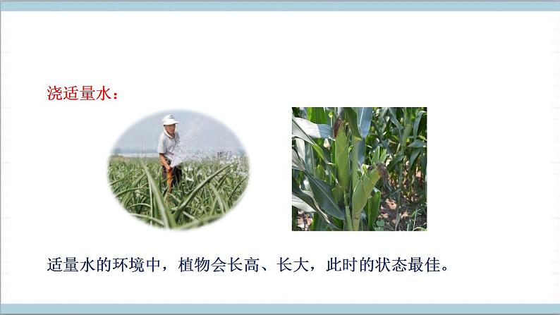 青岛版(六三制2017秋)科学二年级上册《11.植物和水》(课件)05