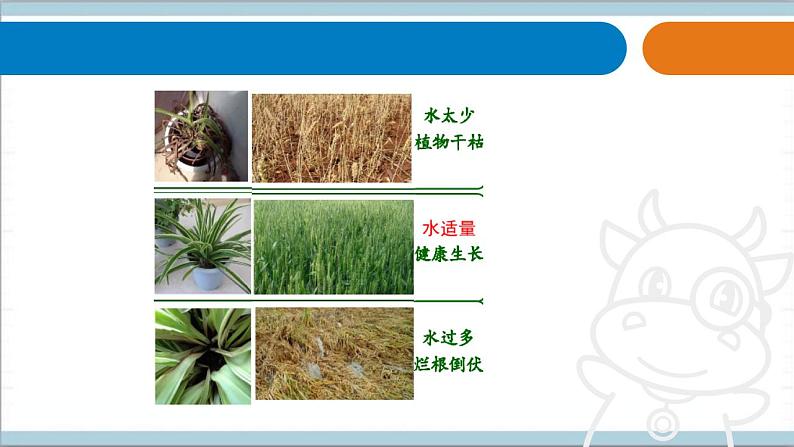 青岛版(六三制2017秋)科学二年级上册《11.植物和水》(课件)06
