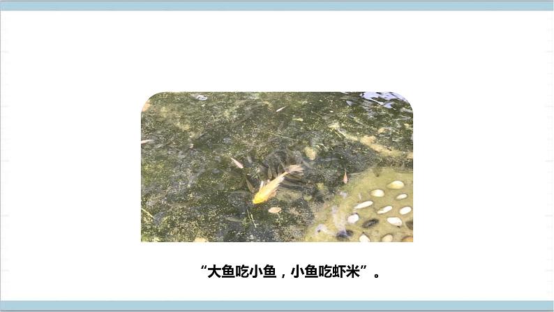 【核心素养】人教鄂教版科学六上 2.6《食物链》课件+教案+分层练习(含答案)05