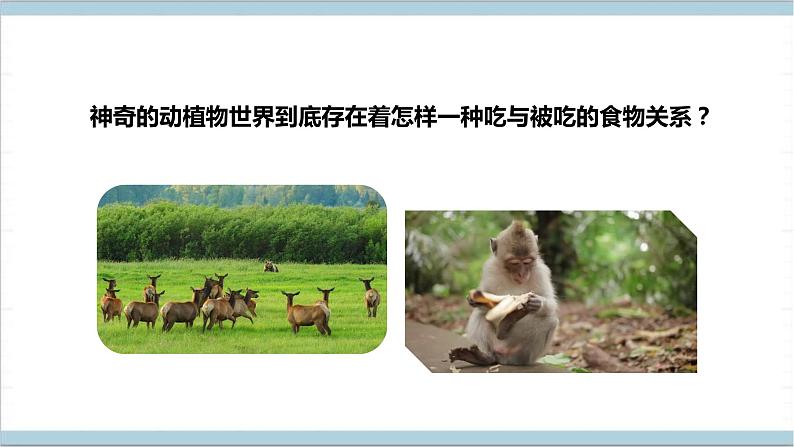 【核心素养】人教鄂教版科学六上 2.6《食物链》课件+教案+分层练习(含答案)06