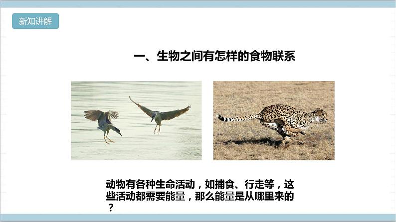 【核心素养】人教鄂教版科学六上 2.6《食物链》课件+教案+分层练习(含答案)07