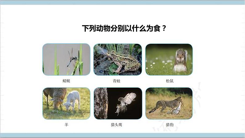 【核心素养】人教鄂教版科学六上 2.6《食物链》课件+教案+分层练习(含答案)08