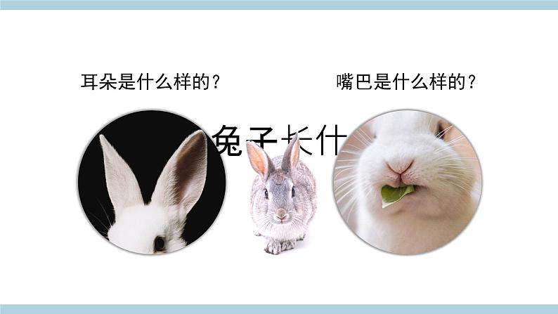 大象版科学一上 2.1 《兔子》 (课件+教案+视频)04