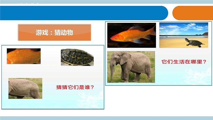青島六三制科學(xué)三年級(jí)上 2.《動(dòng)物的皮膚》教學(xué)課件第2頁(yè)