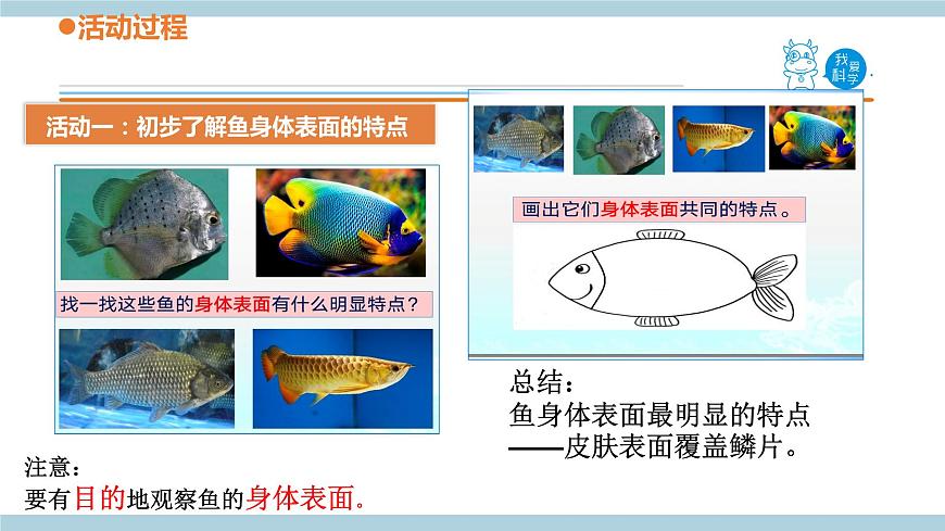 青島六三制科學(xué)三年級(jí)上 2.《動(dòng)物的皮膚》教學(xué)課件第3頁(yè)