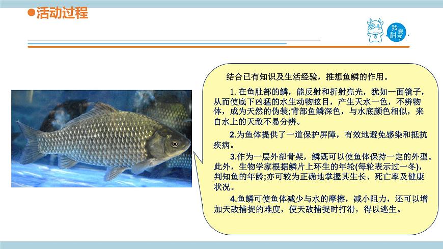 青島六三制科學(xué)三年級(jí)上 2.《動(dòng)物的皮膚》教學(xué)課件第4頁(yè)