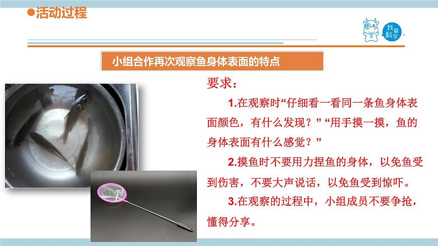 青島六三制科學(xué)三年級(jí)上 2.《動(dòng)物的皮膚》教學(xué)課件第5頁(yè)