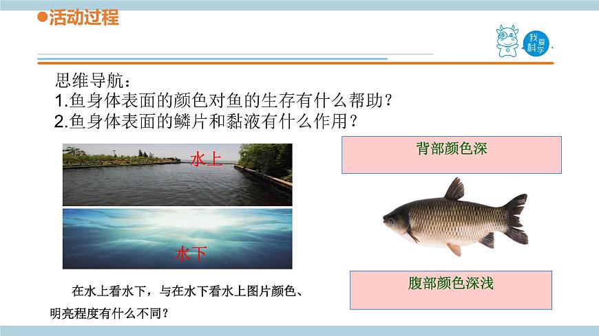 青島六三制科學(xué)三年級(jí)上 2.《動(dòng)物的皮膚》教學(xué)課件第6頁(yè)