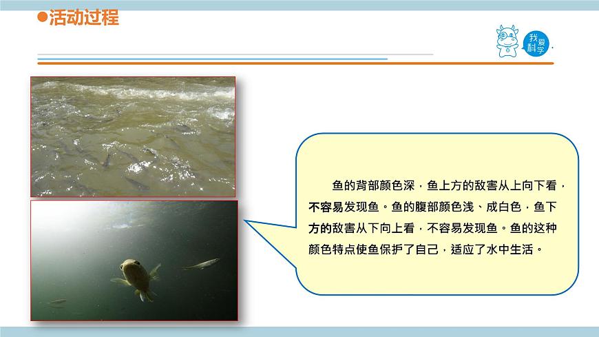 青島六三制科學(xué)三年級(jí)上 2.《動(dòng)物的皮膚》教學(xué)課件第7頁(yè)