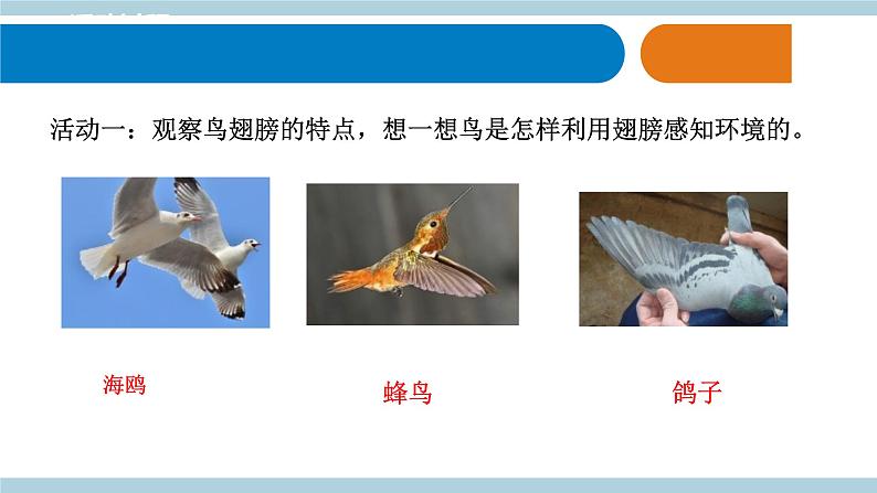青岛版《科学》六制三年级上册3.《动物的翅膀》课件PPT+教案04