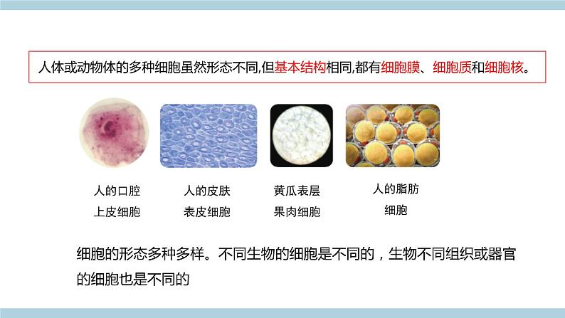 新青岛版六上科学 1.1.细《胞》课件06