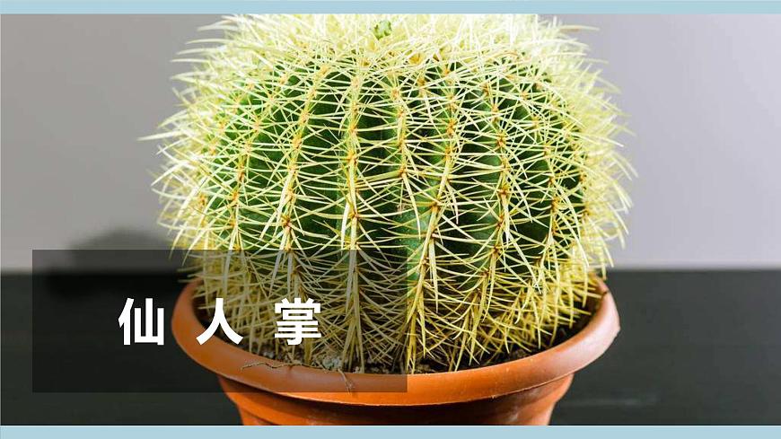 冀人版科學(xué)一年級上冊 2.5《認(rèn)識植物》課件第2頁