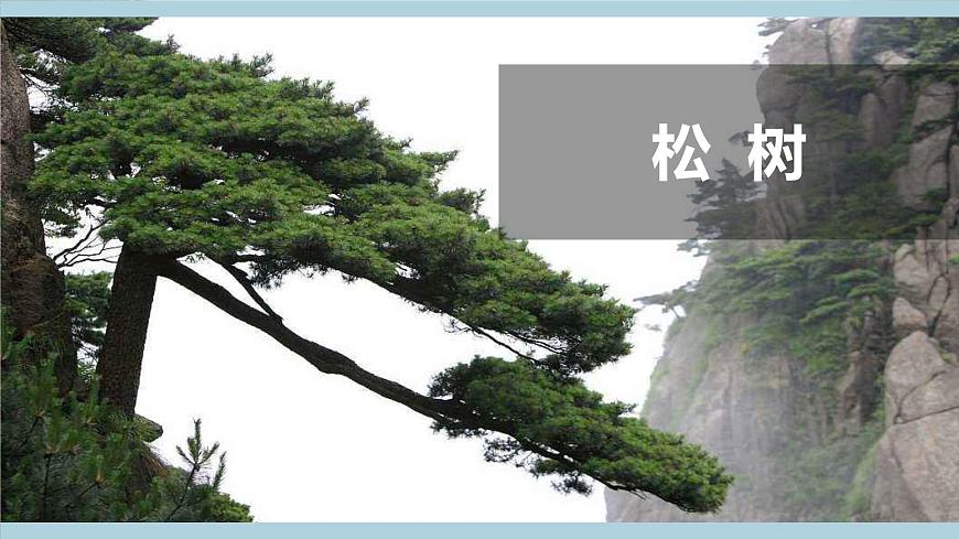 冀人版科學(xué)一年級上冊 2.5《認(rèn)識植物》課件第4頁