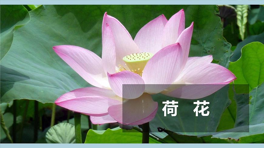 冀人版科學(xué)一年級上冊 2.5《認(rèn)識植物》課件第5頁