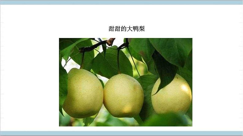 3.8 秋天的收获 课件-冀人版(2017秋)科学二年级上册07