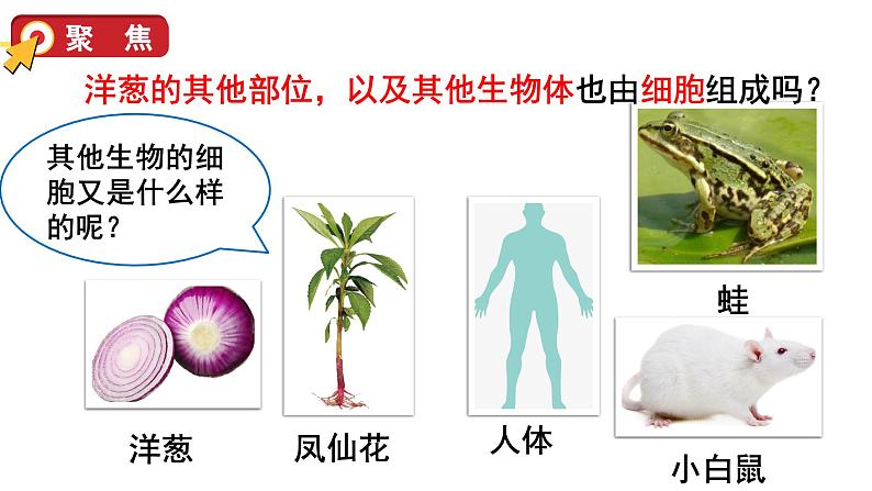 1.5 观察更多的生物细胞(课件+音视频素材)05