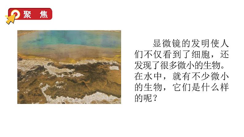 1.6 观察水中微小的生物(课件+音视频素材)03