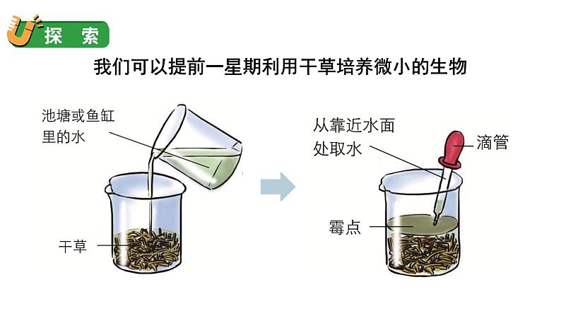 1.6 观察水中微小的生物(课件+音视频素材)05
