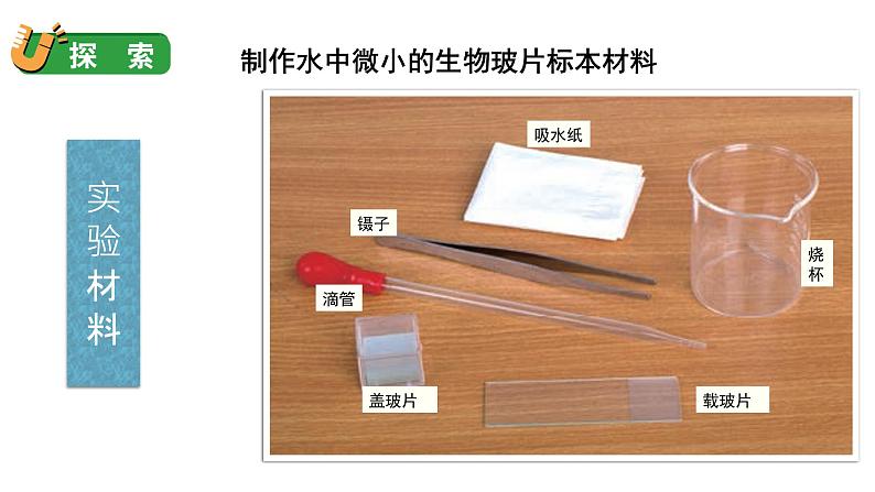 1.6 观察水中微小的生物(课件+音视频素材)08