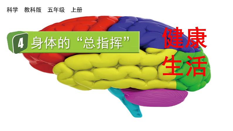 4 身体的“总指挥”第1页