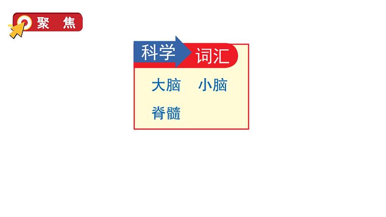 4 身体的“总指挥”第8页