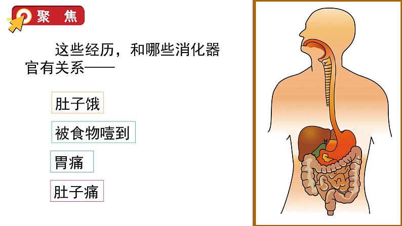 8 食物在身体里的旅行第5页