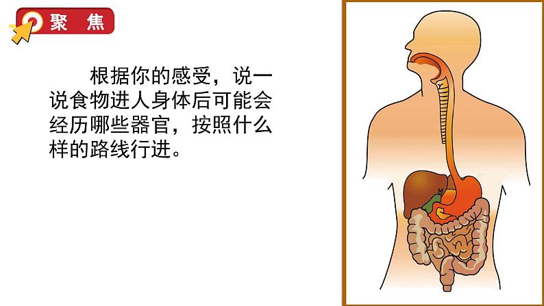 8 食物在身体里的旅行第6页