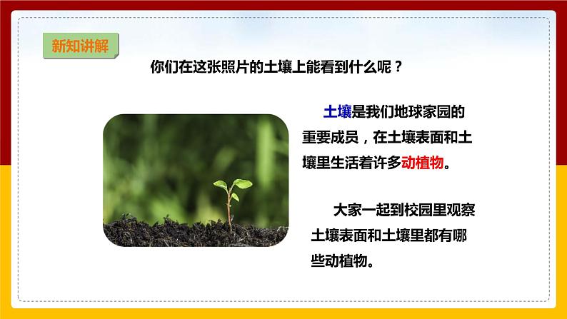 【教科版】科学二上 1.2 《土壤——动植物的乐园》(课件+教案+练习+素材)05