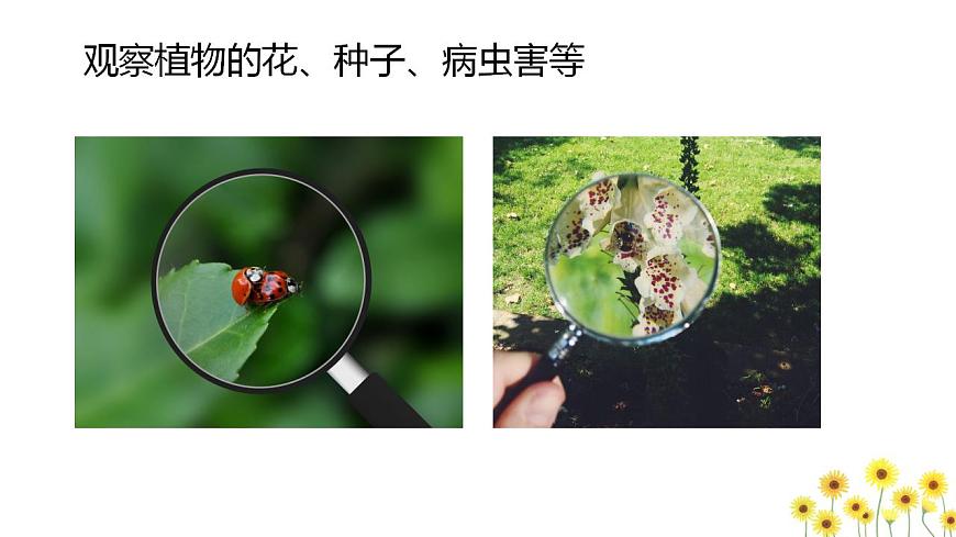 六上1-1 《放大鏡》課件第4頁