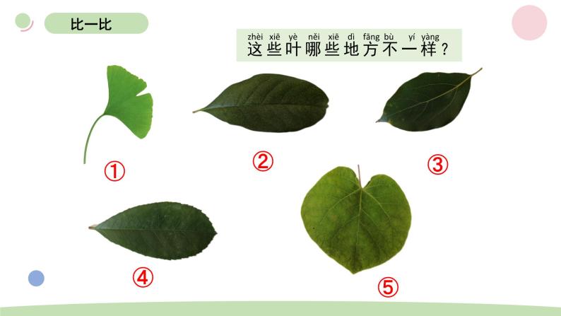 小学科学教科版一年级上册第一单元4《这是谁的叶》教学课件（2023秋新课标版）02