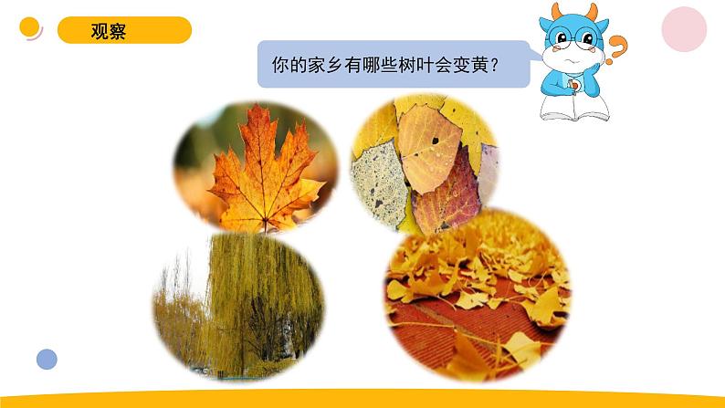 小学科学苏教版一年级上册9《树叶变黄了》教学课件(2023秋)第4页