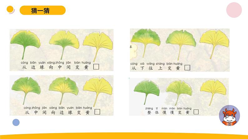 小学科学苏教版一年级上册9《树叶变黄了》教学课件(2023秋)第6页