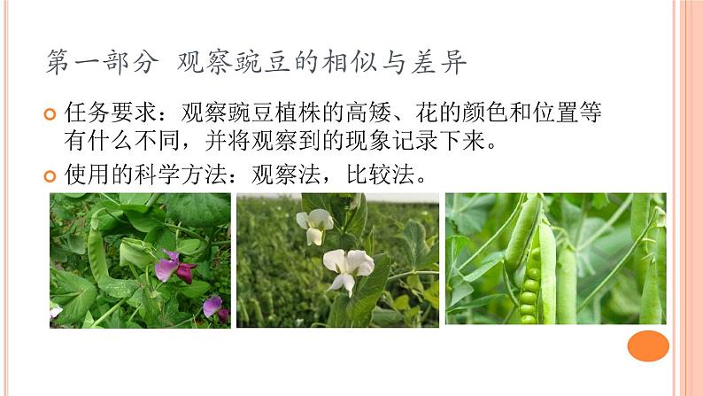 六上-1种豆得豆课件PPT第6页