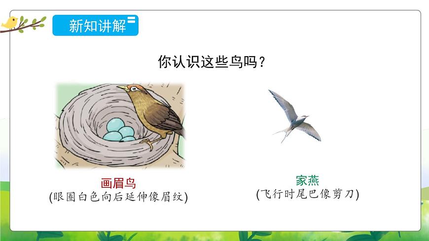 1.3《鳥(niǎo)類》教學(xué)PPT第3頁(yè)