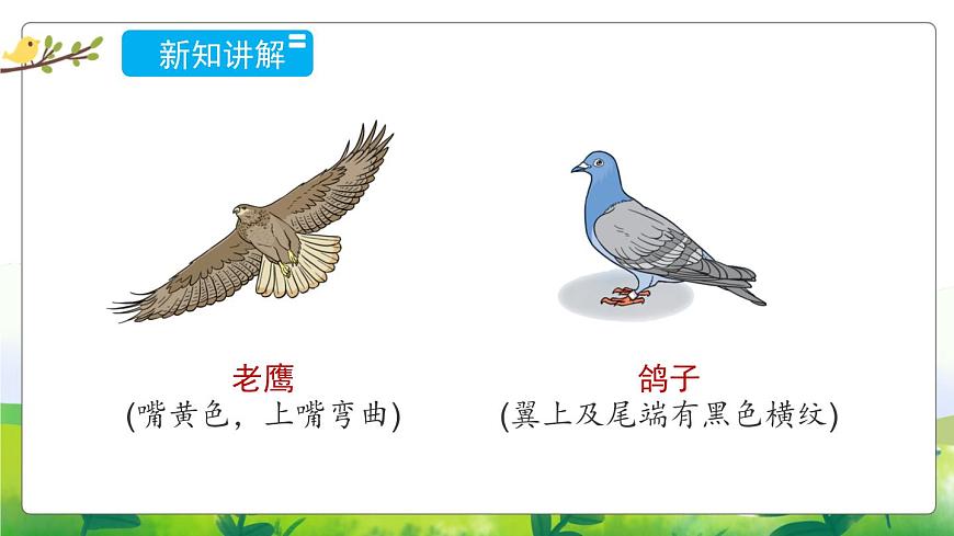 1.3《鳥(niǎo)類》教學(xué)PPT第4頁(yè)