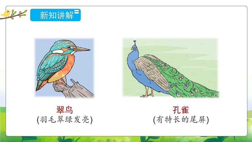 1.3《鳥(niǎo)類》教學(xué)PPT第5頁(yè)