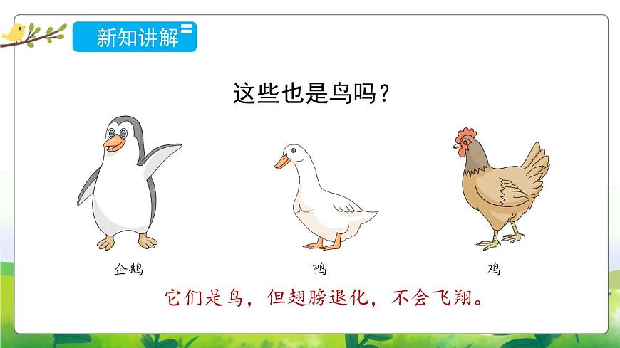 1.3《鳥(niǎo)類》教學(xué)PPT第7頁(yè)