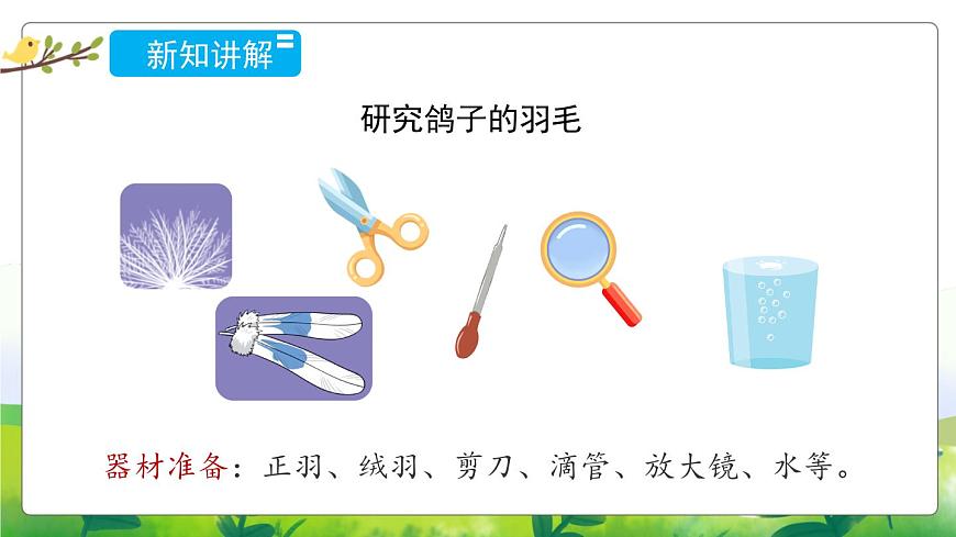 1.3《鳥(niǎo)類》教學(xué)PPT第8頁(yè)
