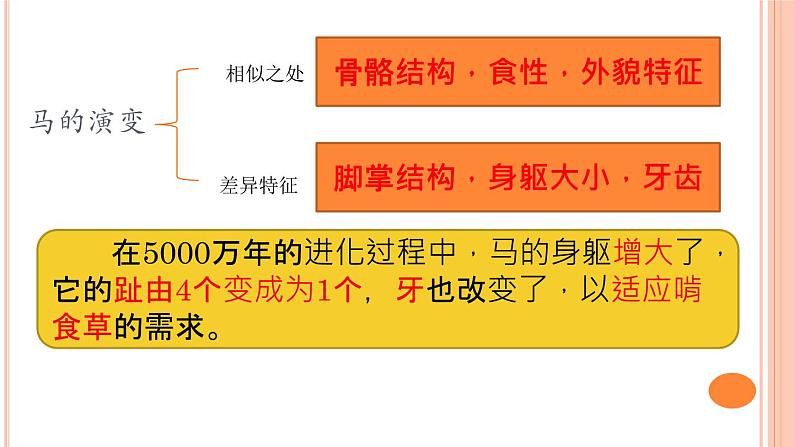 六上-课件-4生物的演变05