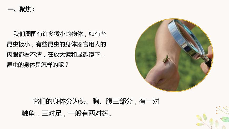 六上1-3 《觀察身邊的微小物體》第2頁
