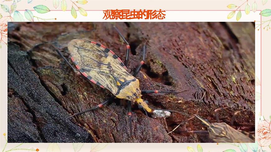 六上1-3 《觀察身邊的微小物體》第3頁
