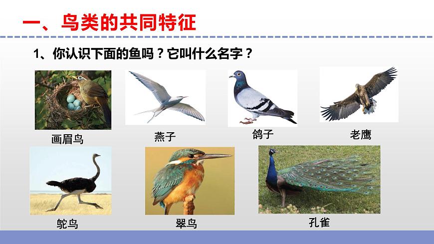 蘇教版小學科學四年級上冊第一單元《3 鳥類 》課件第4頁