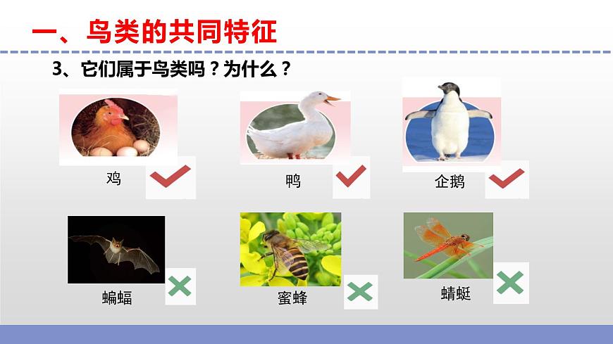 蘇教版小學科學四年級上冊第一單元《3 鳥類 》課件第6頁