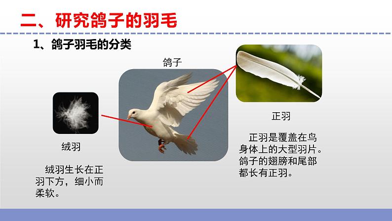 苏教版小学科学四上第一单元《3 鸟类》课件PPT+视频素材07