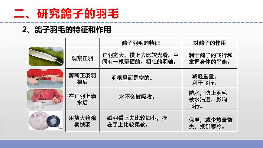 蘇教版小學科學四年級上冊第一單元《3 鳥類 》課件第8頁