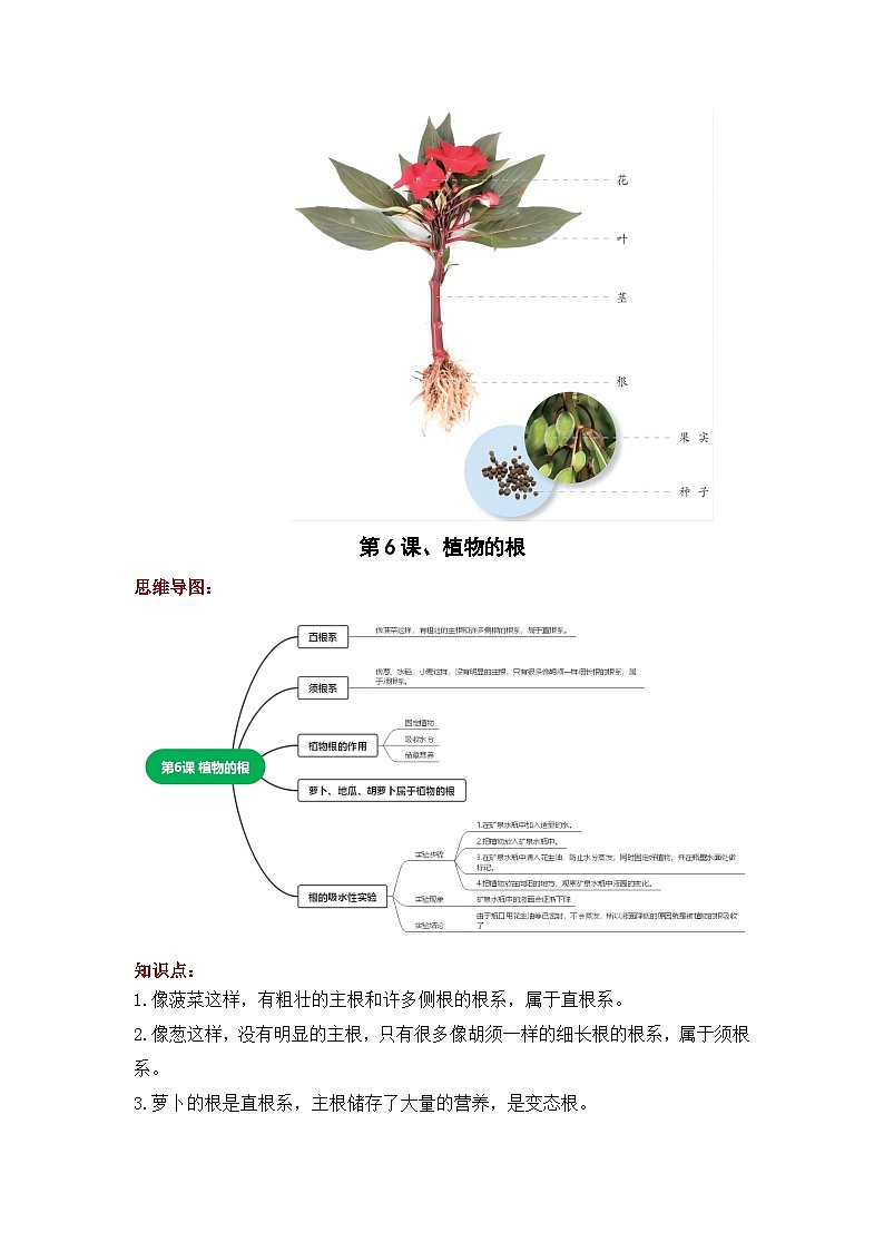 【期中知识复习】青岛版科学(六三制)三年级上册-第二单元《植物的生活》知识点学案+思维导图02